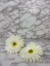 Elegant White Artificial Sunflower – Premium Fabric Decorative Flower for Home & Events
(Pack of 50)